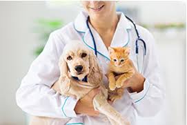 We did not find results for: Pet Vaccinations Barrie Animal Hospital Barrie Ontario