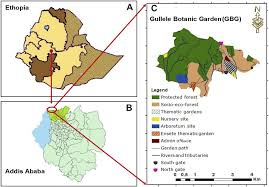 Image result for Microcharis annua