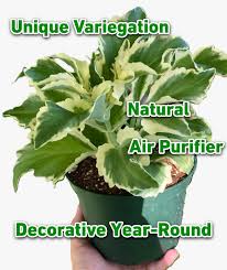 Image result for Kalanchoe laciniata