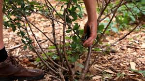 About one third of the older wood should be removed in pruning. How To Prune Bushes Shrubs Lawn Garden Care Youtube