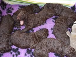 Image result for irský vodní španěl