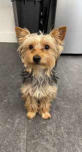 Image result for yorkshire haircut