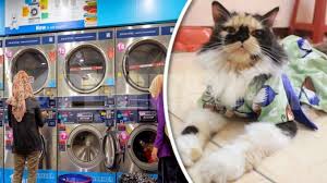Sertai program francais perniagaan dobi layan diri wash studio® laundry malaysia adalah sangat mudah dari segi penyediaan, pengurusan, pembiayaan perniagaan, pengendalian mesin basuh, dan pengubahsuaian premis perniagaan serta permohonan pinjaman. Serius Wei Akak Tu Bagitau Dia Basuh Alas Kain Yang Kena Kencing Dan Najis Kucing Pakai Mesin Dobi Kartel Dakwah