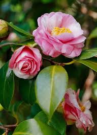 The plant produces fragrant white flower singly or in small clusters. Camellia Better Homes Gardens