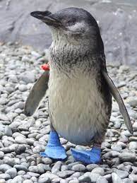Photo In The News Penguin Shoes Ensure Happy Feet Cute Animals Animals Beautiful Penguins