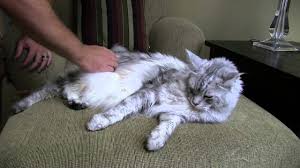 Buy and sell maine coons kittens & cats uk with freeads classifieds. How To Brush A Cat Big Maine Coon Cat Youtube