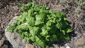 Image result for Tetragonia tetragonioides
