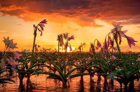 Image result for Crinum paludosum