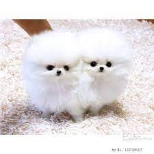 Browse cute pomeranian puppies for adoption pomeranian puppies for adoption. Little Pomeranian Puppies Pets Lovers