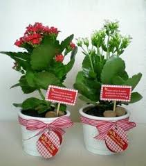 Vasinho De Kalanchoe Lembrancinhas De Casamento Coisas De Casamento Casamento