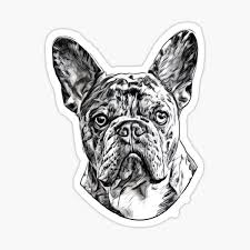 Mar 19, 2020 · we offer some of the finest french bulldog puppies on the market and have built our foundation around some of the most renowned pedigrees in the world. Merle French Gifts Merchandise Redbubble