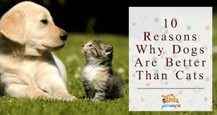 You can join in by commenting on our facebook page who you think is better, cats or dogs? Dogs Are Better Than Cats Here Are 10 Reasons To Prove It