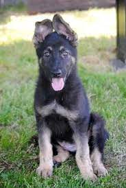 Watch funniest german shepherd puppies and try not to laugh.subscribe sad cat to get newest video. German Shepherd Dog Puppy For Sale In Simpsonville Sc Adn 26825 On Puppyfinder Com Gender Male Age 13 W Dogs And Puppies Shepherd Dog German Shepherd Dogs