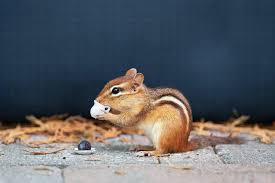 Essentially, you're going to be installing devices in the yard that emit ultrasonic pulses that will scare various types of animals. How To Get Rid Of Chipmunks Control Prevention Guide