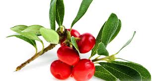 Yucca filamentosa $10 each or 4/$35yucca filamentosa plants bareroots for sale $. Bearberry Extract For Skin Lightening