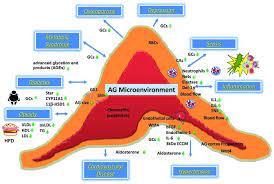 Hormones Gr