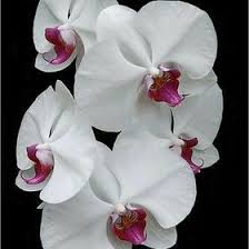 Forumdan sevdi�imiz �yelere �i�ek verelim