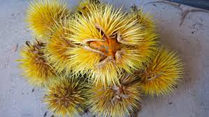 Image result for Caloncoba