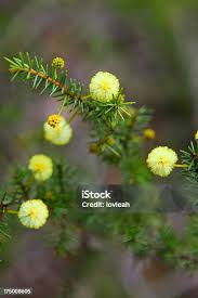 Image result for Acacia decurrens
