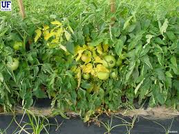 Image result for tomato seedling fusarium wilt