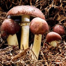 Hagemann Bio Pilz Zuchtset Braunkappe Pilze Bio Braun Werden