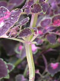 Image result for Lamiaceae
