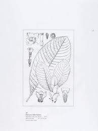 Image result for Stipularia africana