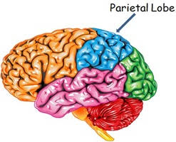 Image result for Parietal Lobe