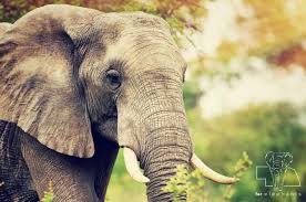 How much do elephants eat? 6 Facts About An Elephant S Eye Vision Blog