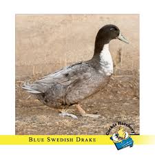 I ordered a few blue swedes from metzer farms which were good quality, but their personality, compared to other duck breeds, was not as exuberant or intelligent blue swedish. Blue Swedish Ducks Ducklings For Sale Cackle Hatchery