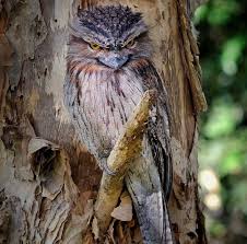 Beautiful Biomes Central Coast Nsw The Tawny Frogmouth A True Master Of Disguise Occurs All Over Australia Except In Arid Regi Pet Birds Animals Biomes