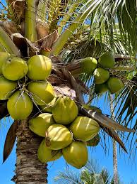 Image result for Cocos