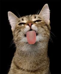 5 Ways To Stop Cat Aggression And Bad Behavior In 2020 Cats Funny Animals Cute Animals