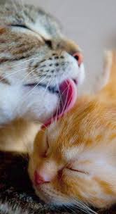 The Grass Is Always Greener On The Other Side Cartoon Grass Is Always Greener On The Other Side Milye Kotiki Kotyata Zhivotnye