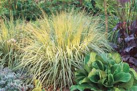 How Deep Do Ornamental Grass Roots Go? My Gals Are Falling Over In Season,  So It'S Time To Split Them. Not Sure If I Should Just Dig A Chunk Off Or Dig