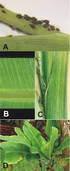 Plants serve as natural hosts. Banana Bunchy Top Virus And The Bunchy Top Disease Springerlink