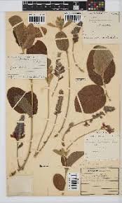 Image result for Eriosema flemingioides