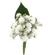 Cave creek rd., cave creek, arizona today. Baby S Breath Boutonniere By Cactus Flower