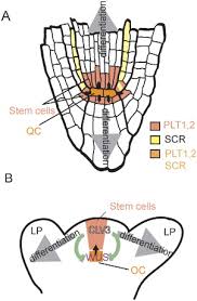 In turn, it improves volume & density. Stem Cells A Plant Biology Perspective Cell