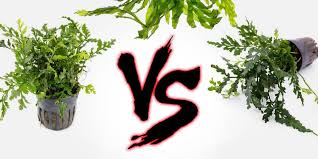 Image result for Bolbitis