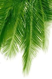 This board has everything pineapples from diy to real pineapples and fun. 200 Pineapples Palms Ideas Pineapple Palm Summer Of Love Beach Life