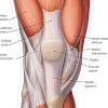 Knee joint anatomy and structures. 1