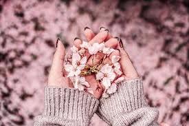 Contact wegmans in cherry hill on weddingwire. 18 Insta Worthy Cherry Blossom Spots To Spruce Up Your Ig Feed Klook Travel Blog