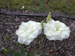 Image result for eustoma Balboa