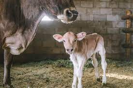 Feed calves milk replacers that use 20 percent protein and 20 percent fat. Caring For A Cow And Her Calf After Delivery The Prairie Homestead