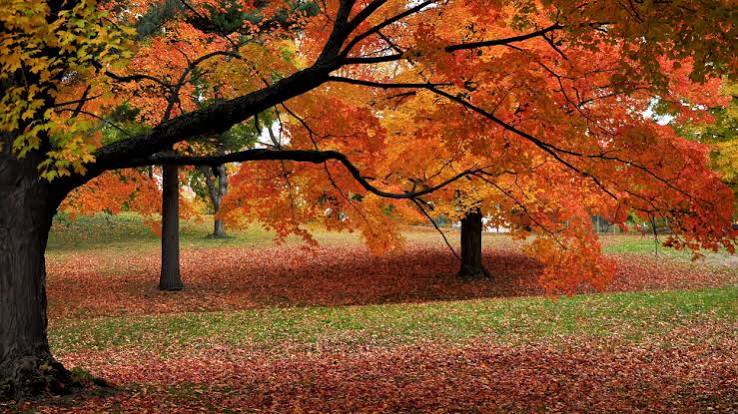 Fall is still the internet's favorite season | Mashable
