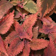 Image result for Coleus gracillimus