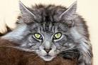 10 Best Large Cat Breeds - Top Big Cat List and Pictures
