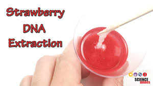 We hereby report the standardized protocol for the isolation and purification of gdna from seven ecologically and medically important tree species of. Do It Yourself Dna Science Project