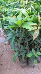 Mangga harum manis (1 kg). Anak Pokok Mangga Harum Manis Ø§Ù„ØµÙØ­Ø© Ø§Ù„Ø±Ø¦ÙŠØ³ÙŠØ© ÙÙŠØ³Ø¨ÙˆÙƒ
